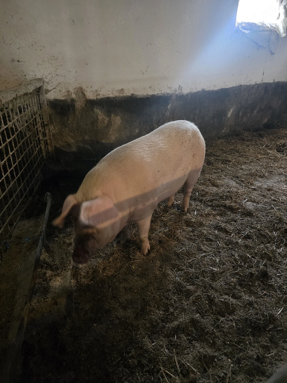 Scroafa gestanta 250 kg