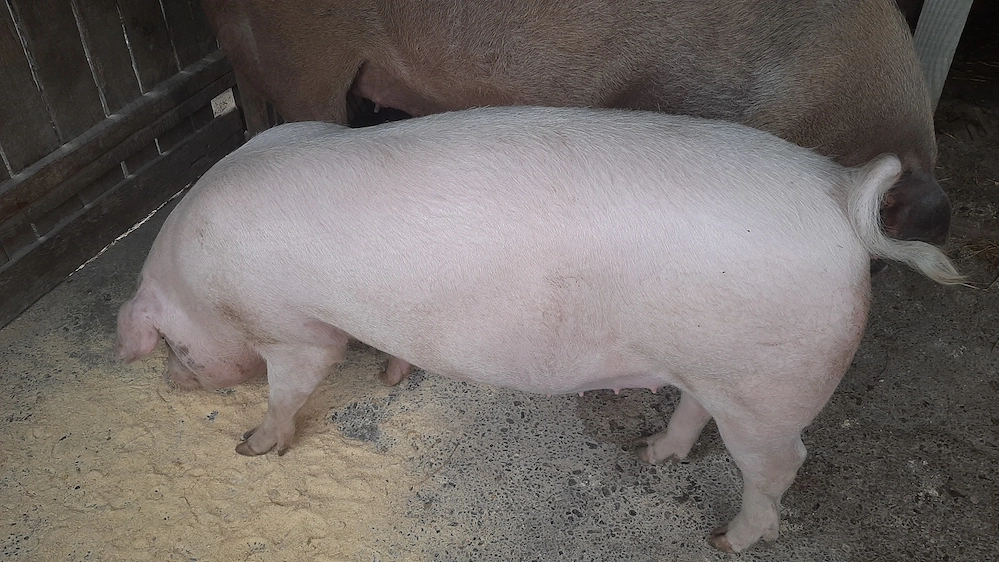Porci de vânzare