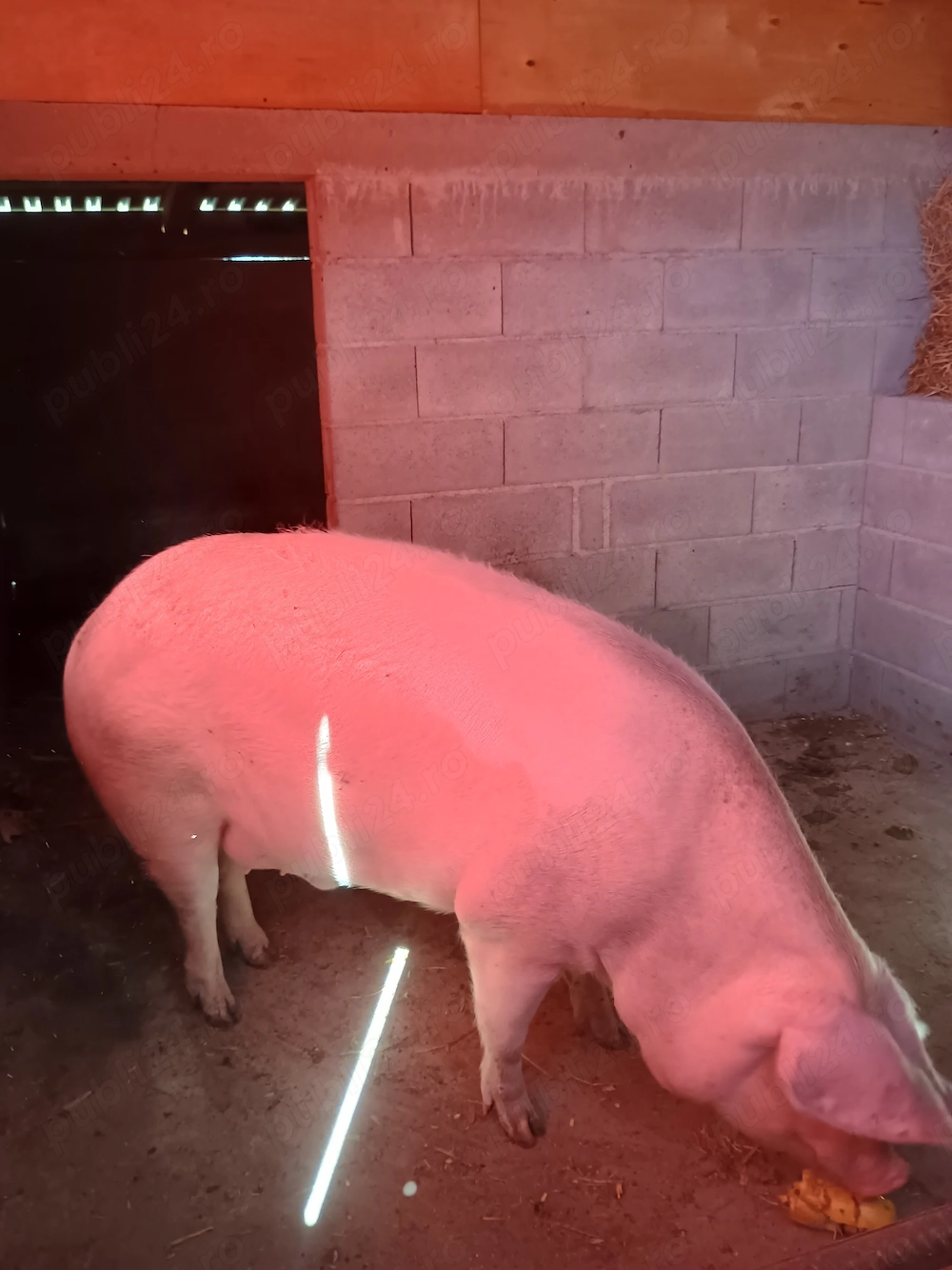 De vânzare porci!