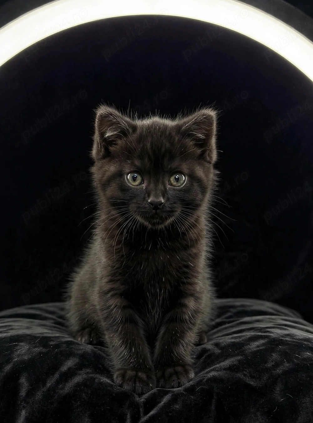 Pui british shorthair 