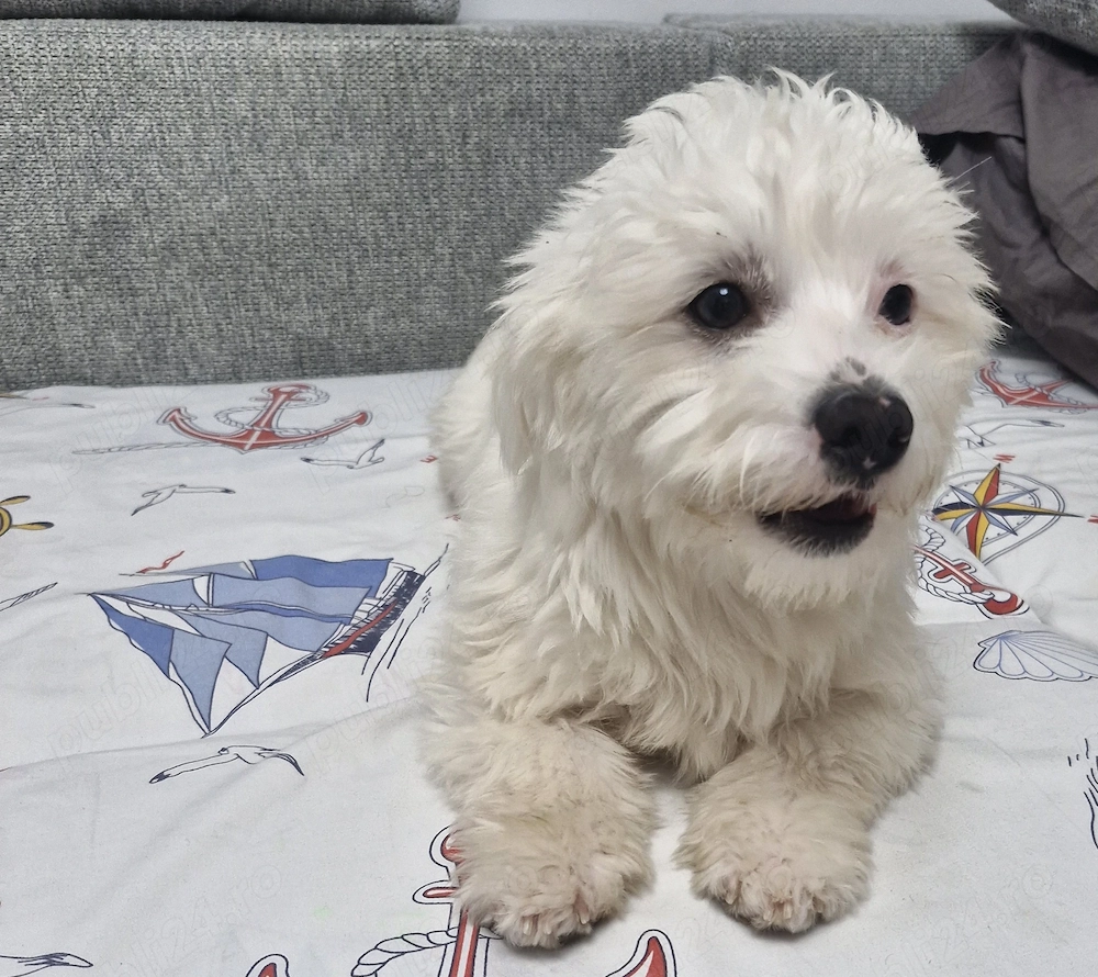Vind bichon metis