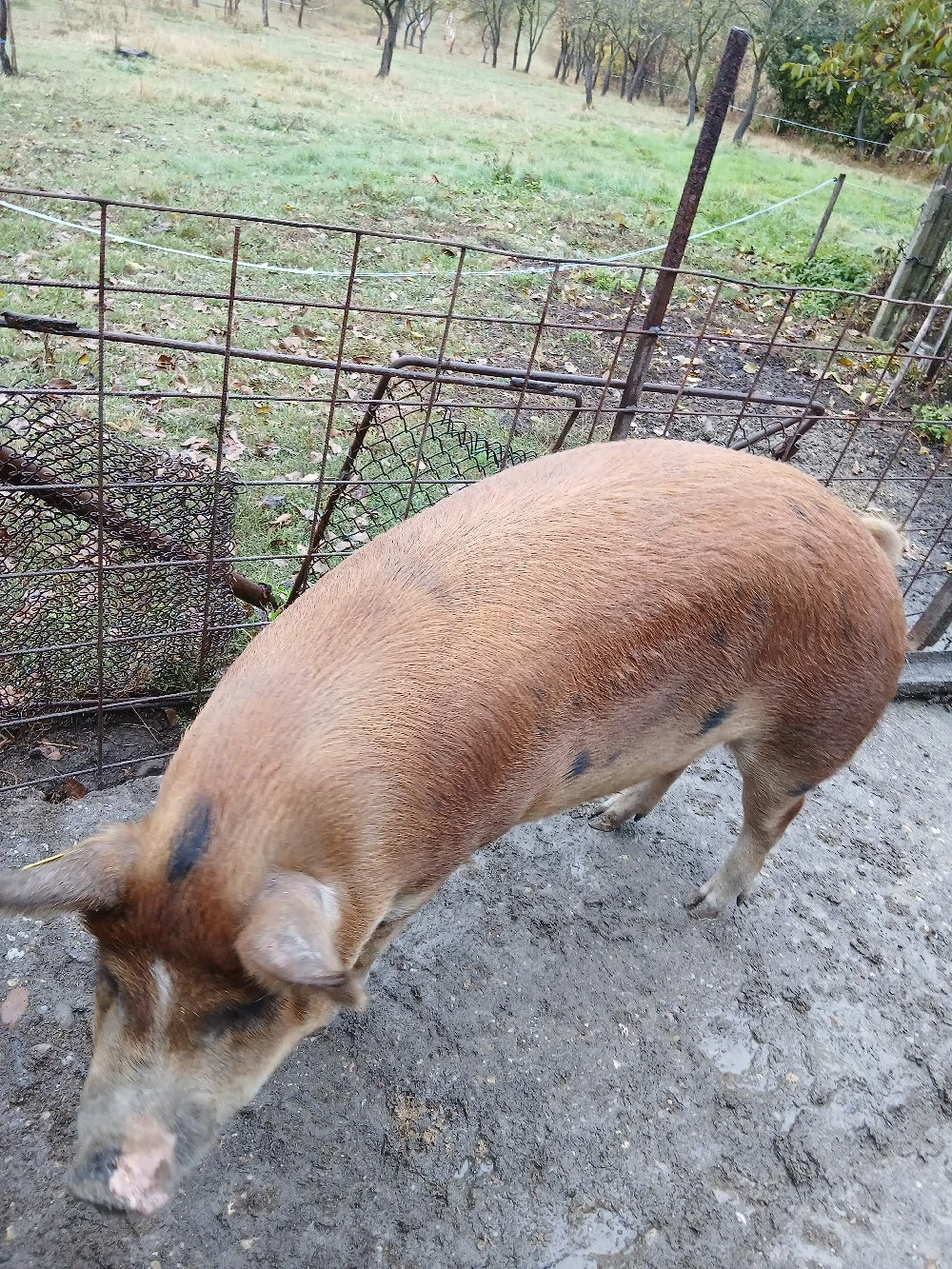 vând  porc