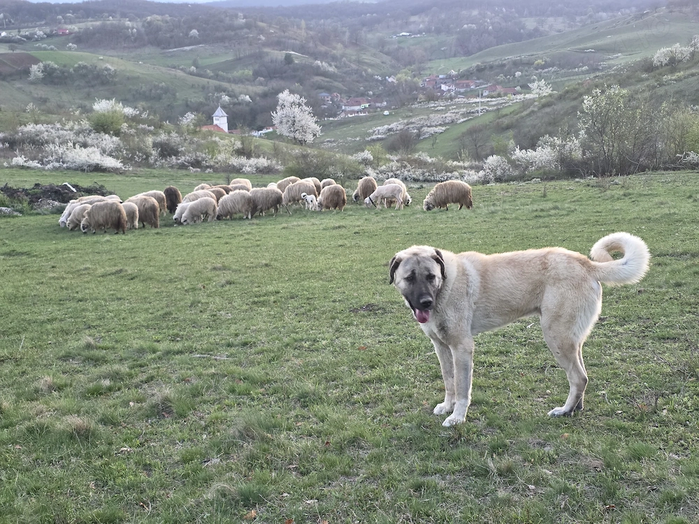 Mascul Kangal Malakli 