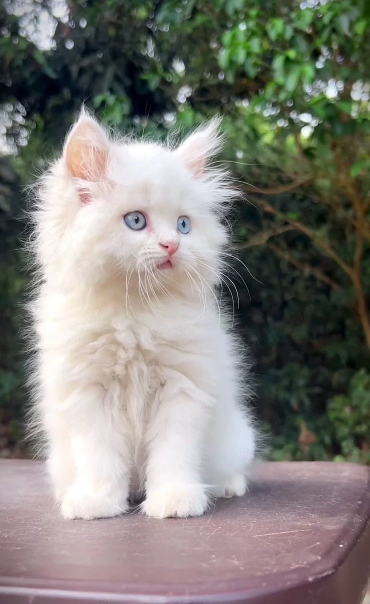 Maine Coon puiuti 