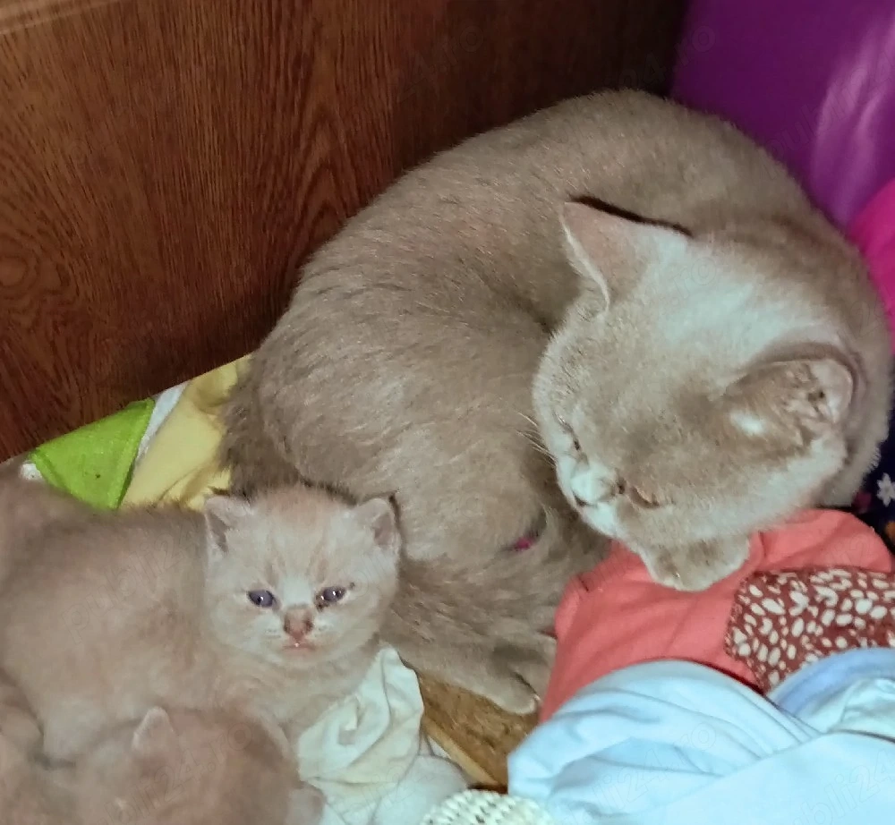 Puiuți British Shorthair Lilac 