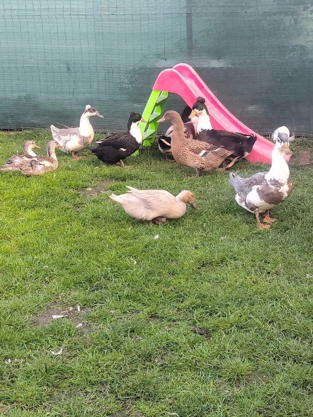 vand rate cu mot si fara sau schimb cu capre 