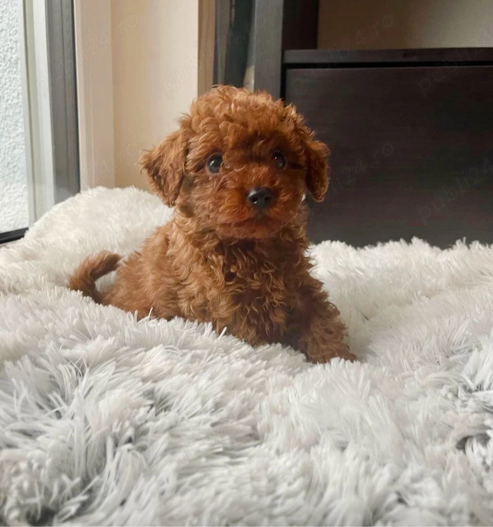 Caniche Pudel Poodle red mini toy 