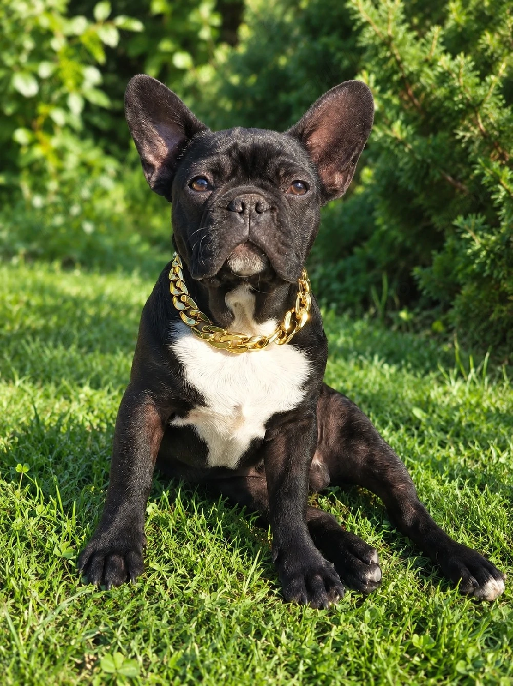 Bulldog francez mascul