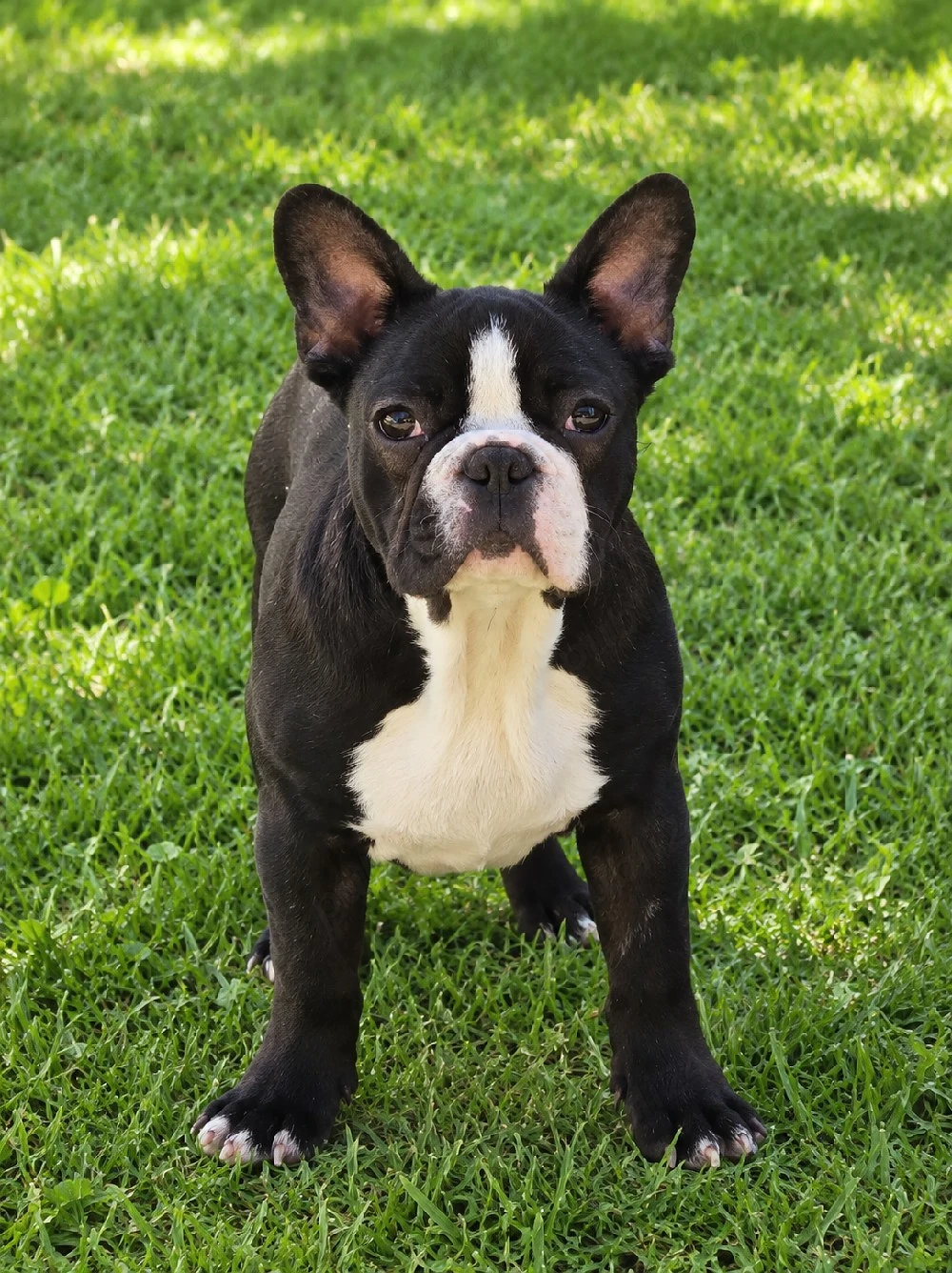 Bulldog francez mascul 