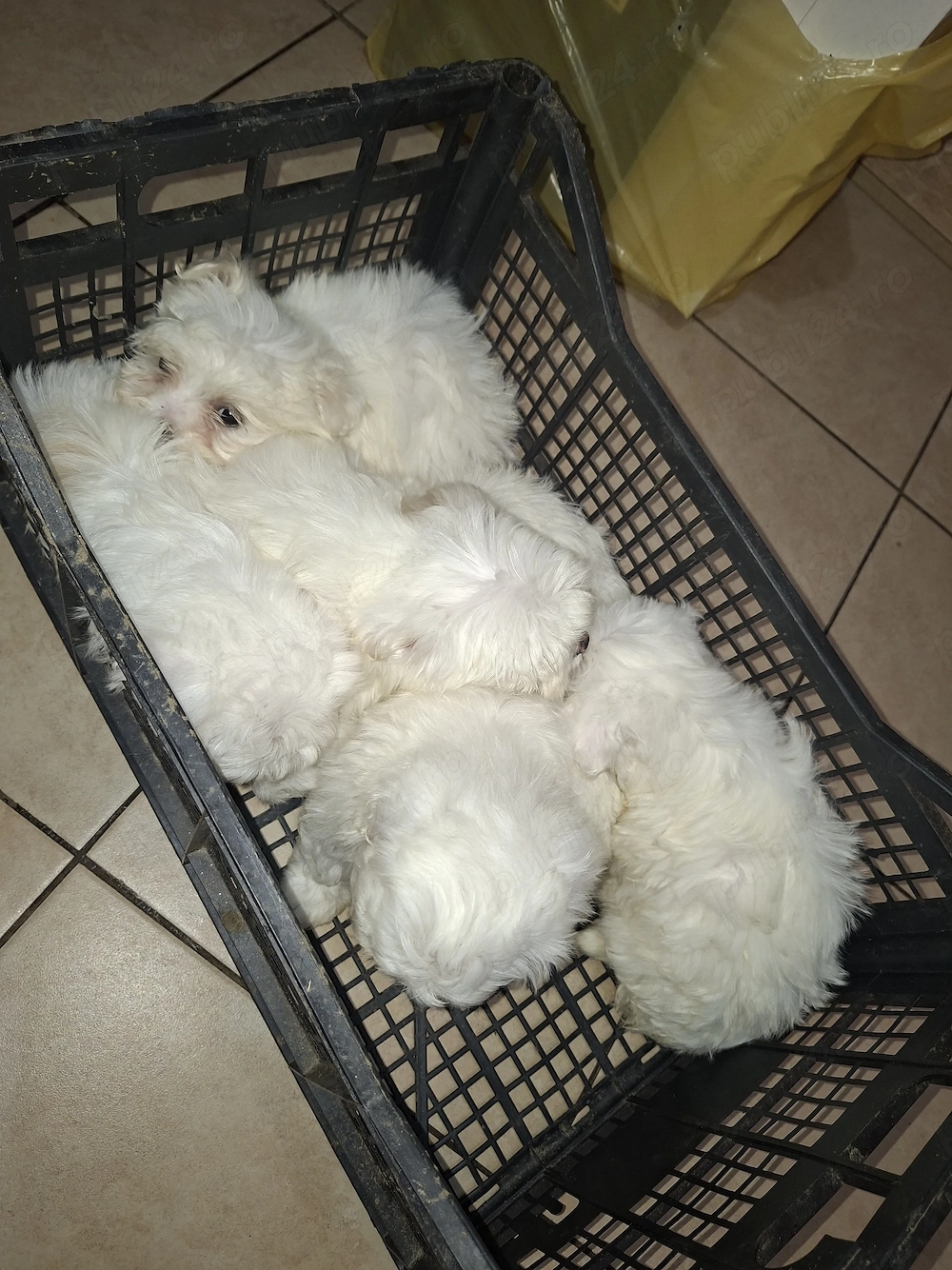 Bichon maltez mini