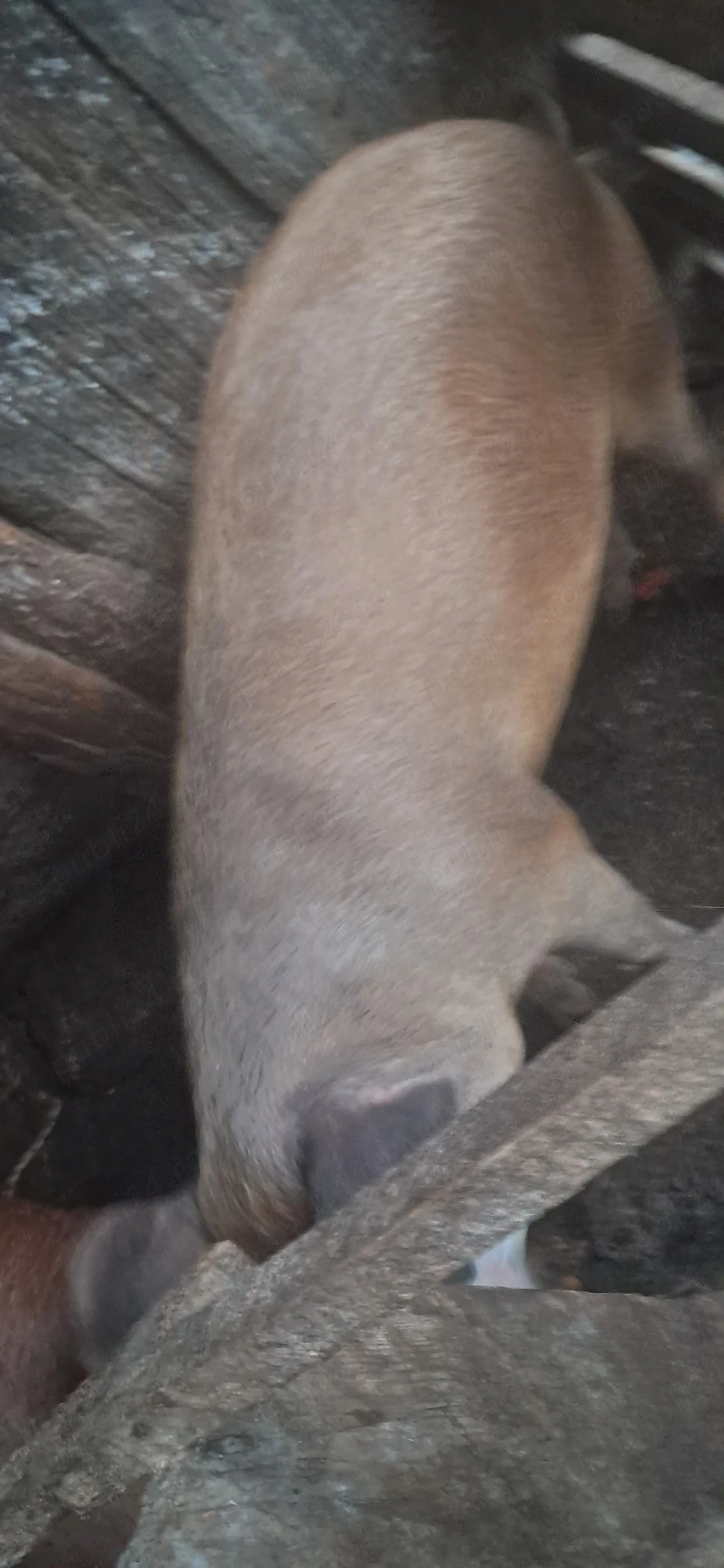 Porc de vînzare 