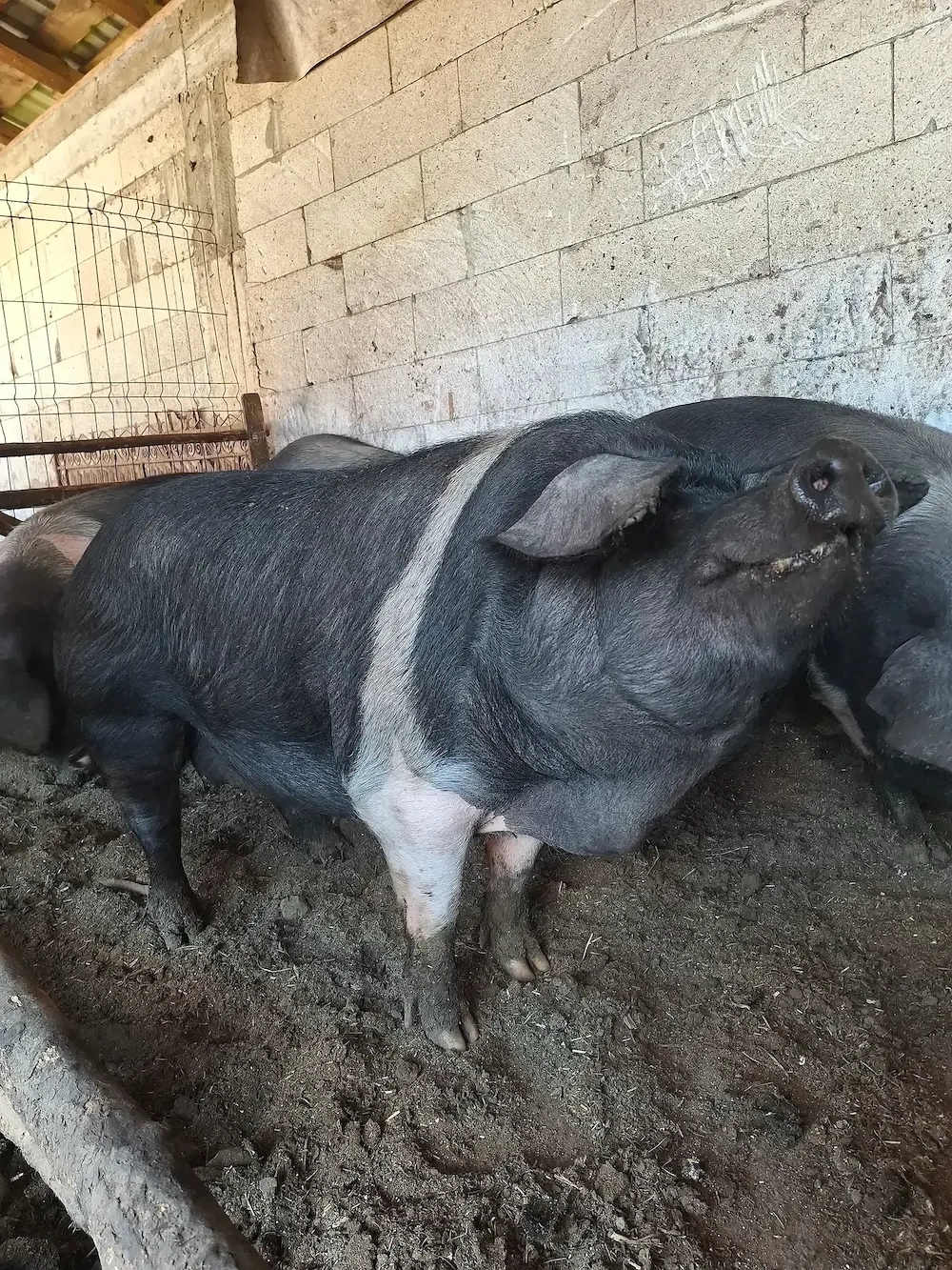 Porci bazna de vânzare 