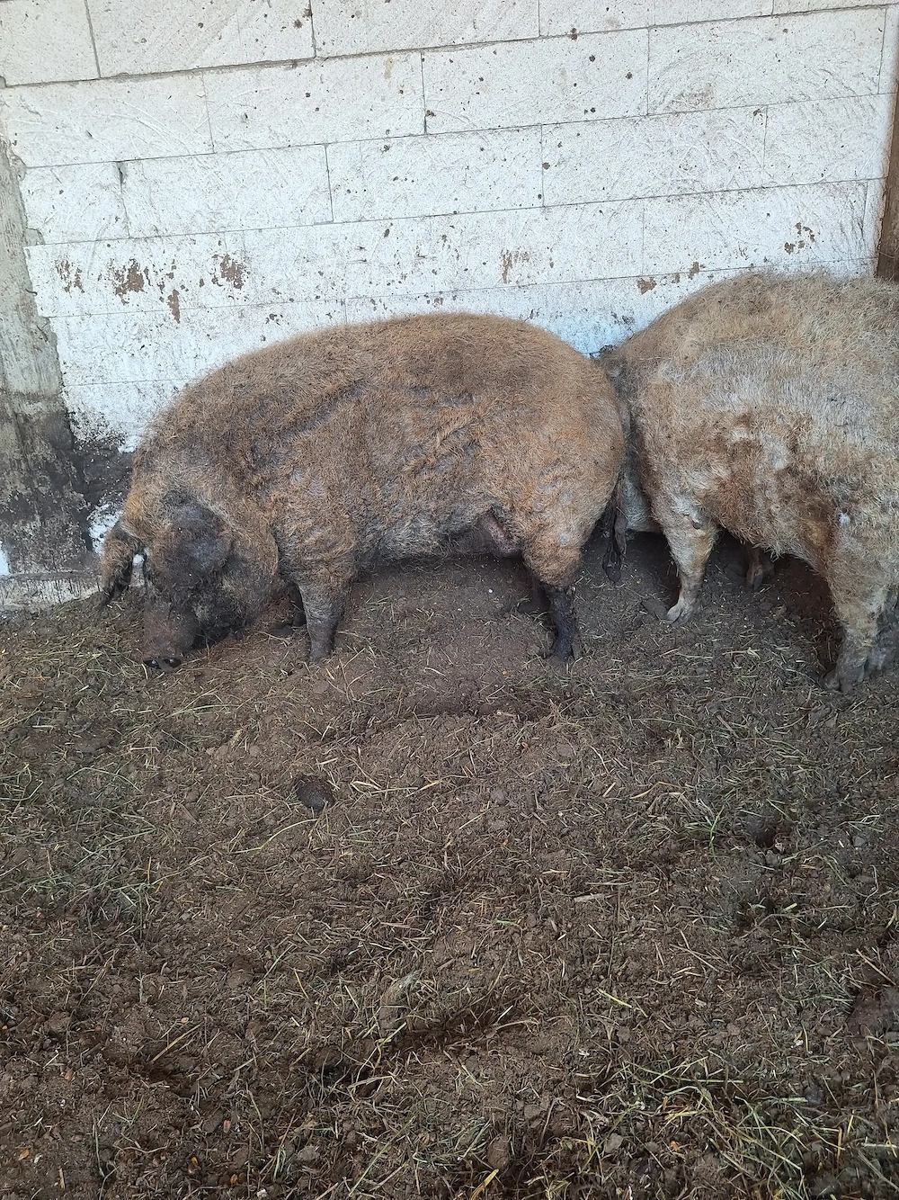 Porci mangalita 