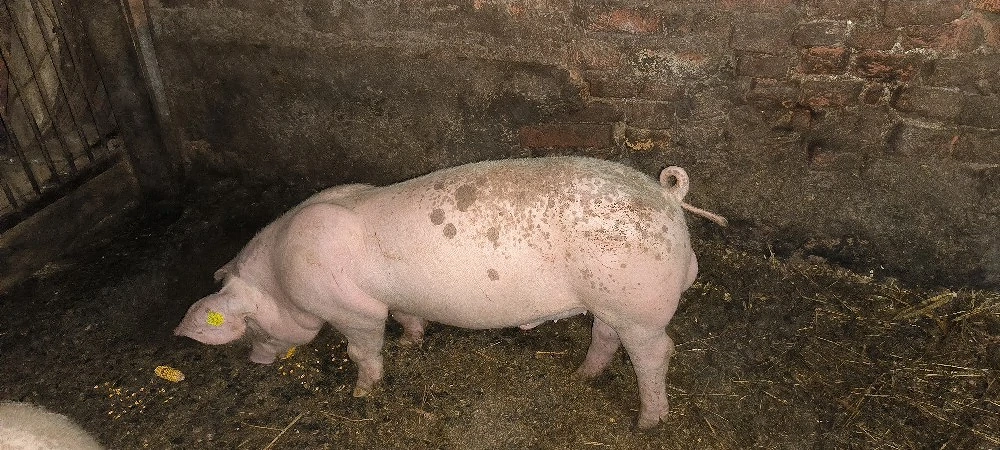 Purcei de vanzare