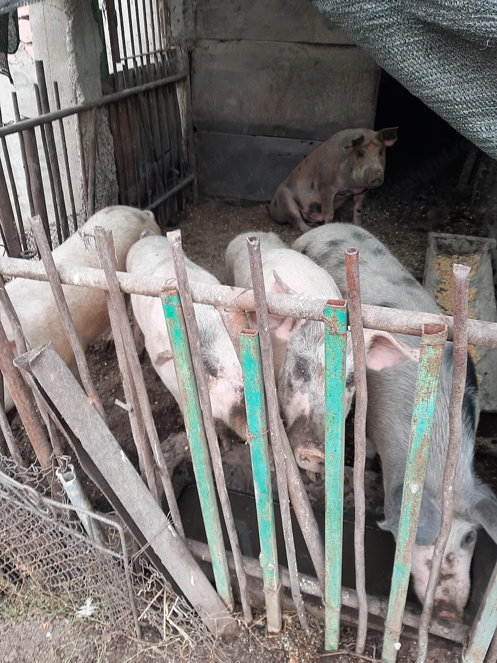 Porci de vanzare 