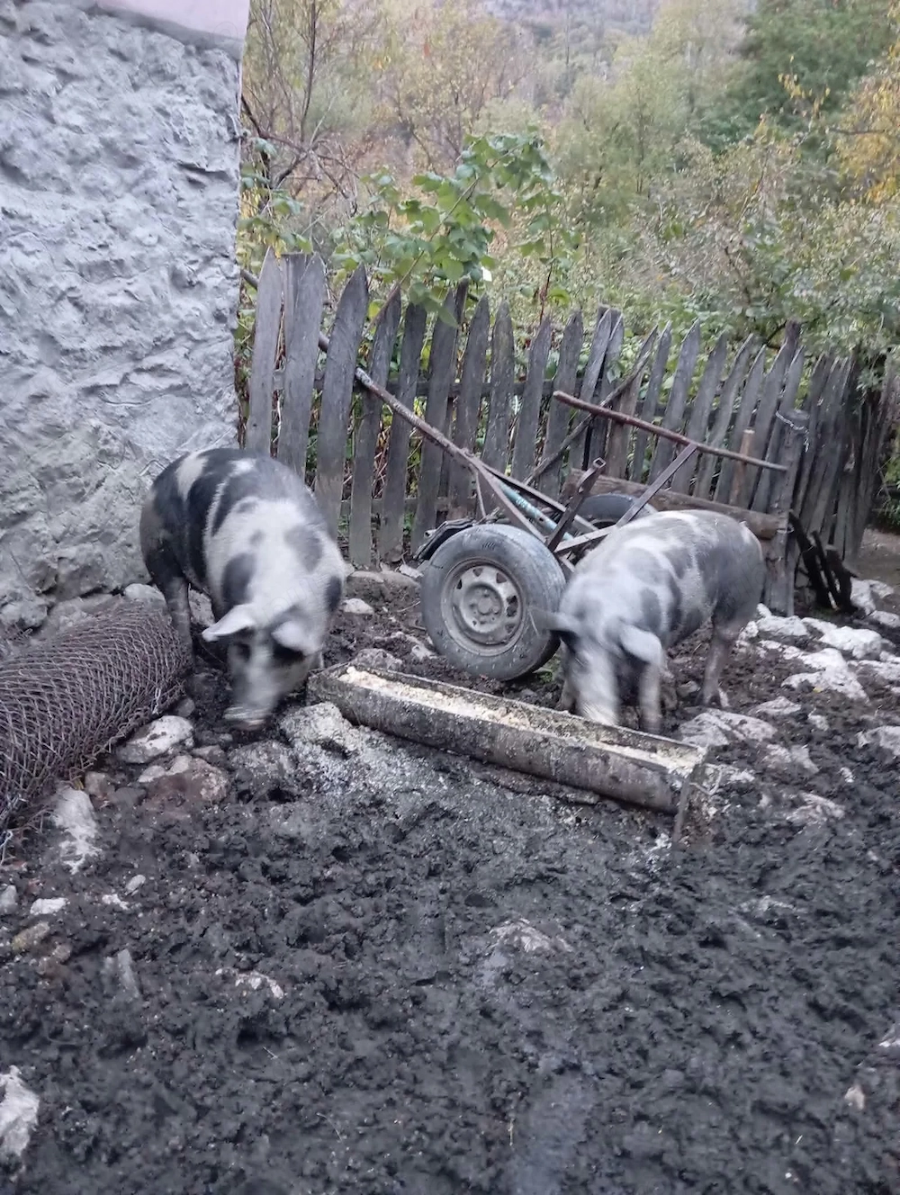 Vand porc pentru sacrificat 