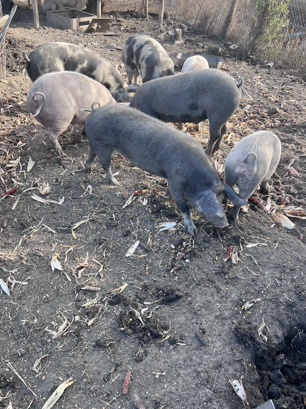 Vând porci pentru taiat