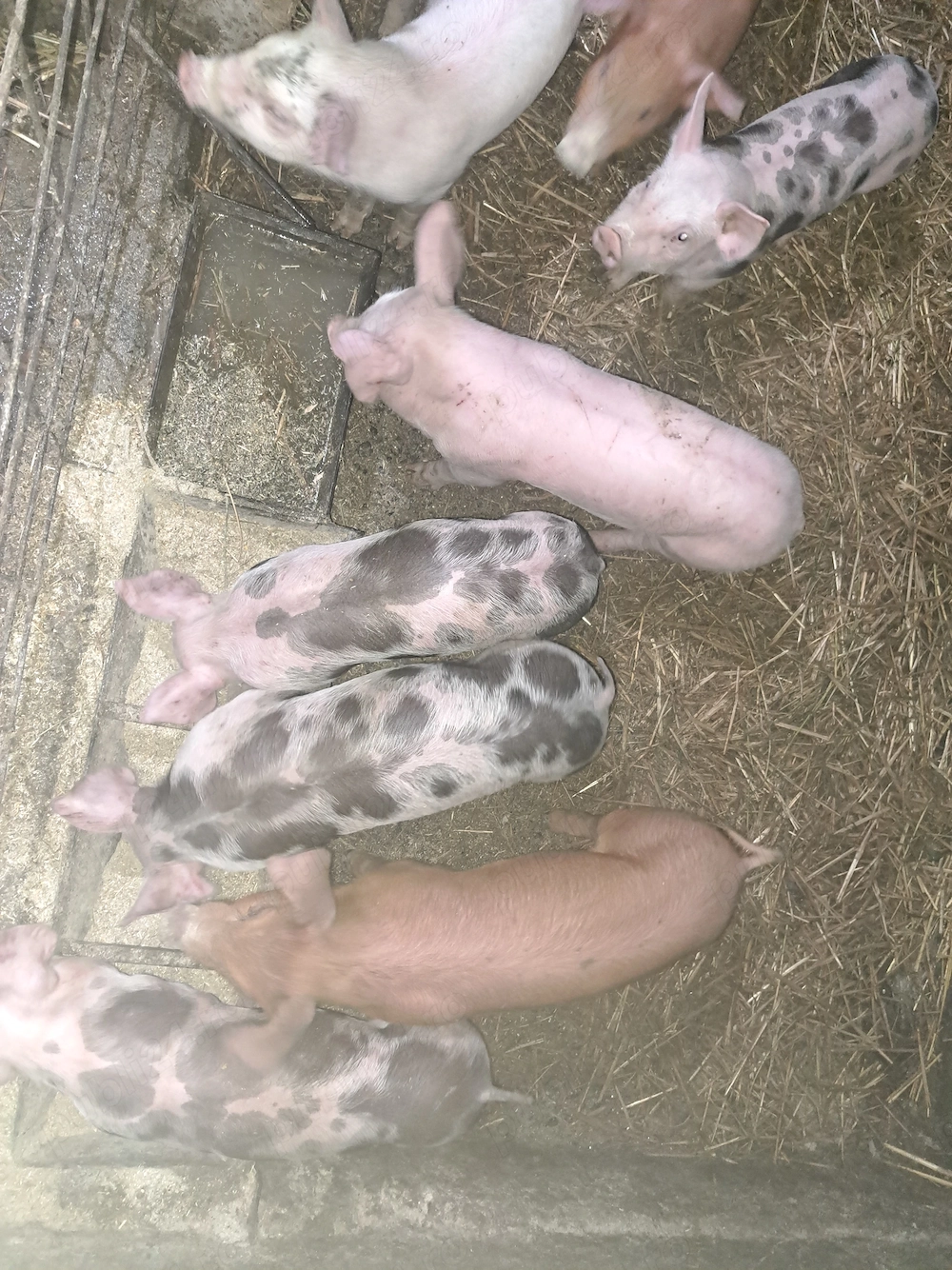 Purcei 7 saptamani