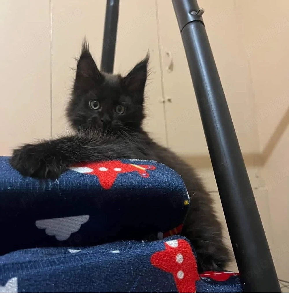 Maine Coon puisor