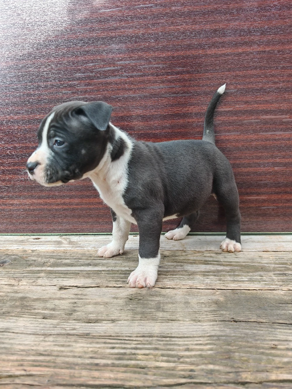 Pui amstaff vand schimb