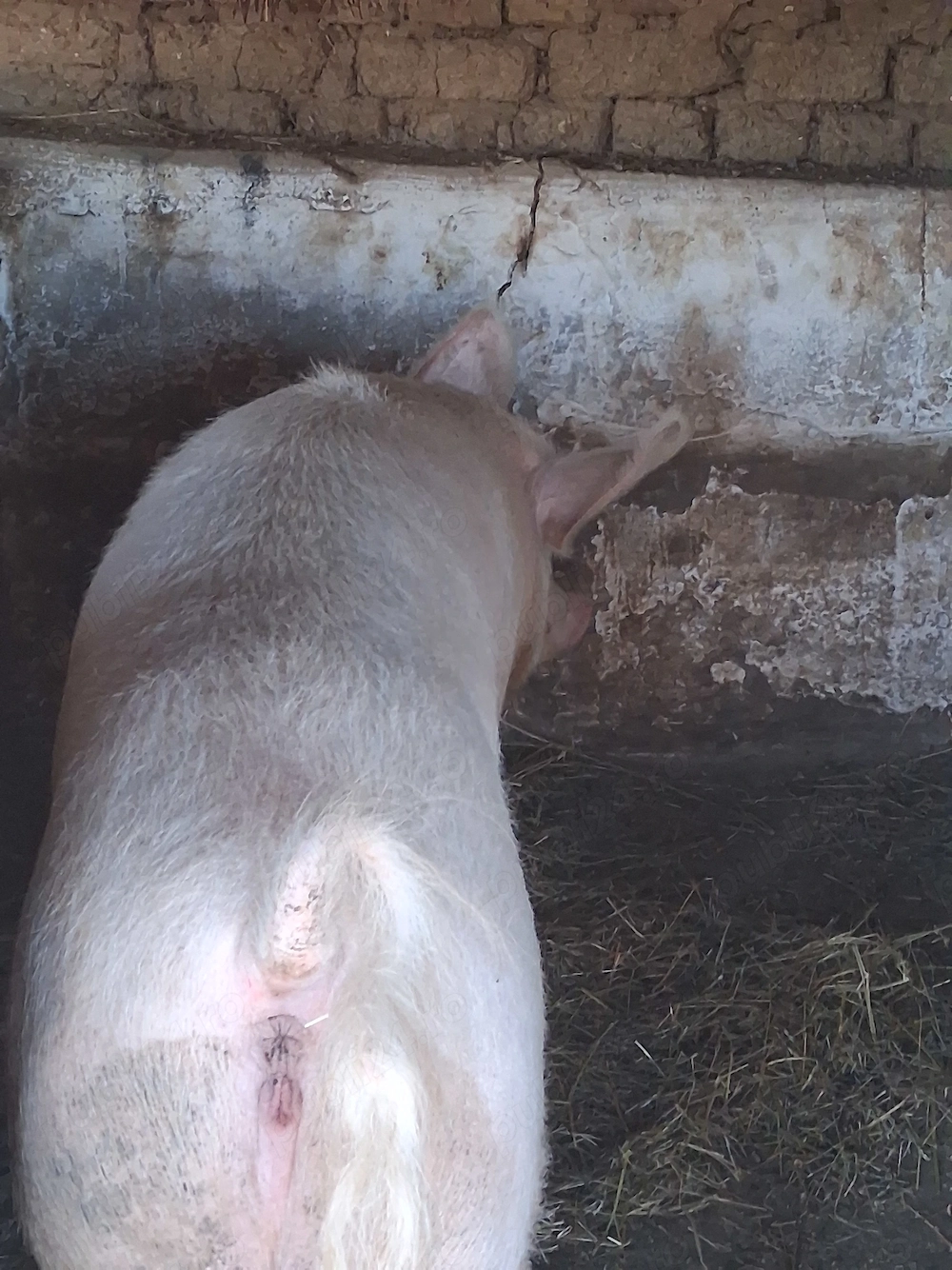 Vand porc  marele alb intre 280 -300 kg 