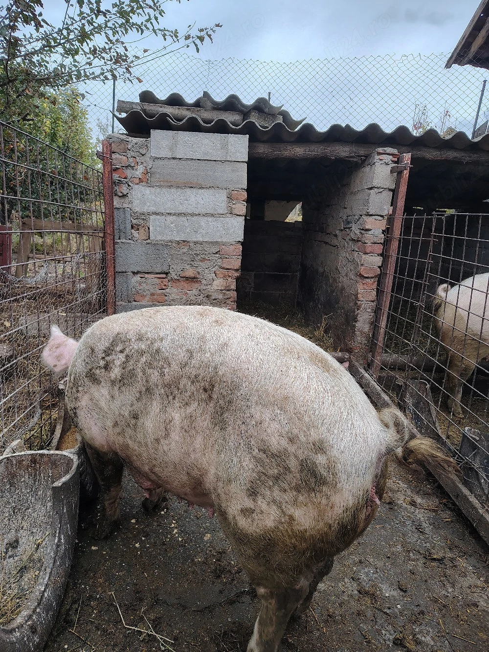 De vânzare 2 porci