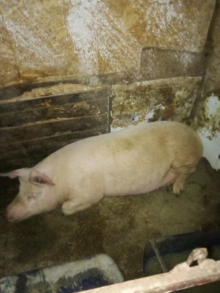 vind porc marile alb de taiat intretinut cu ceriale de 170 kg 