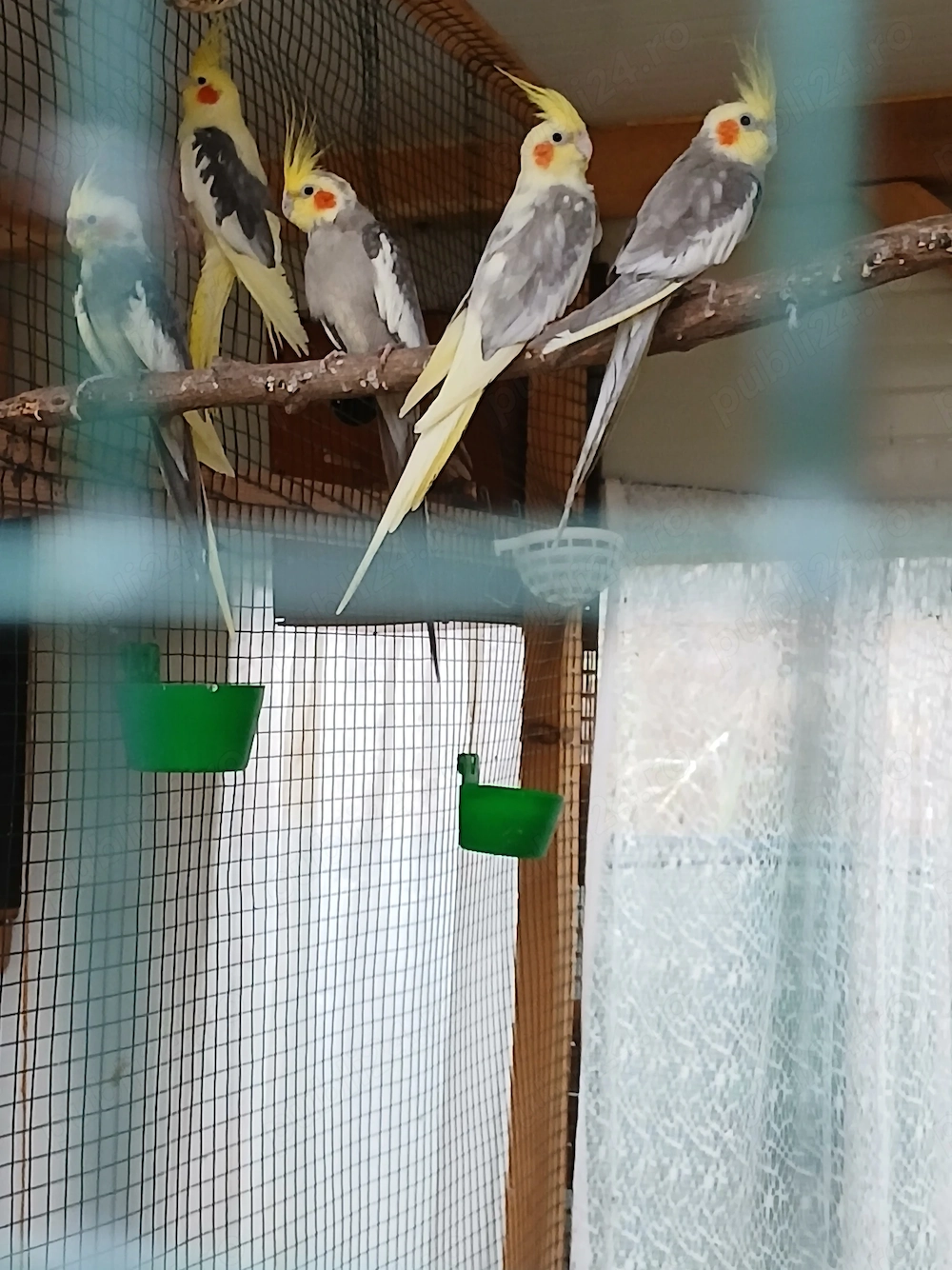 Papagali nimfe, pui si adulte