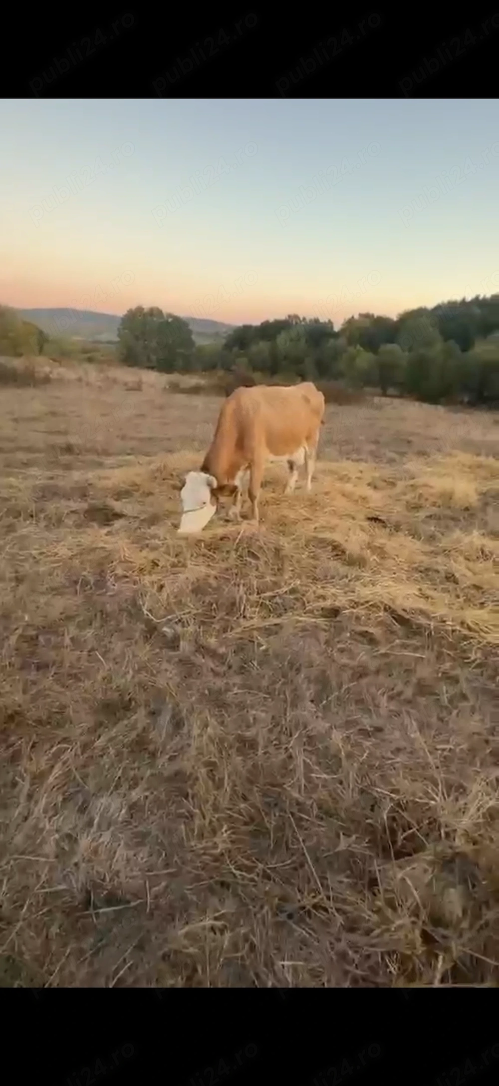Vând vaca are 8 ani montată cu limuzin e cu lapte 