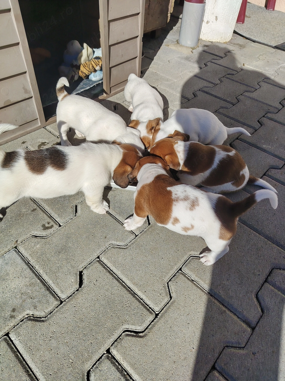 Catei Jack Russel Terrier