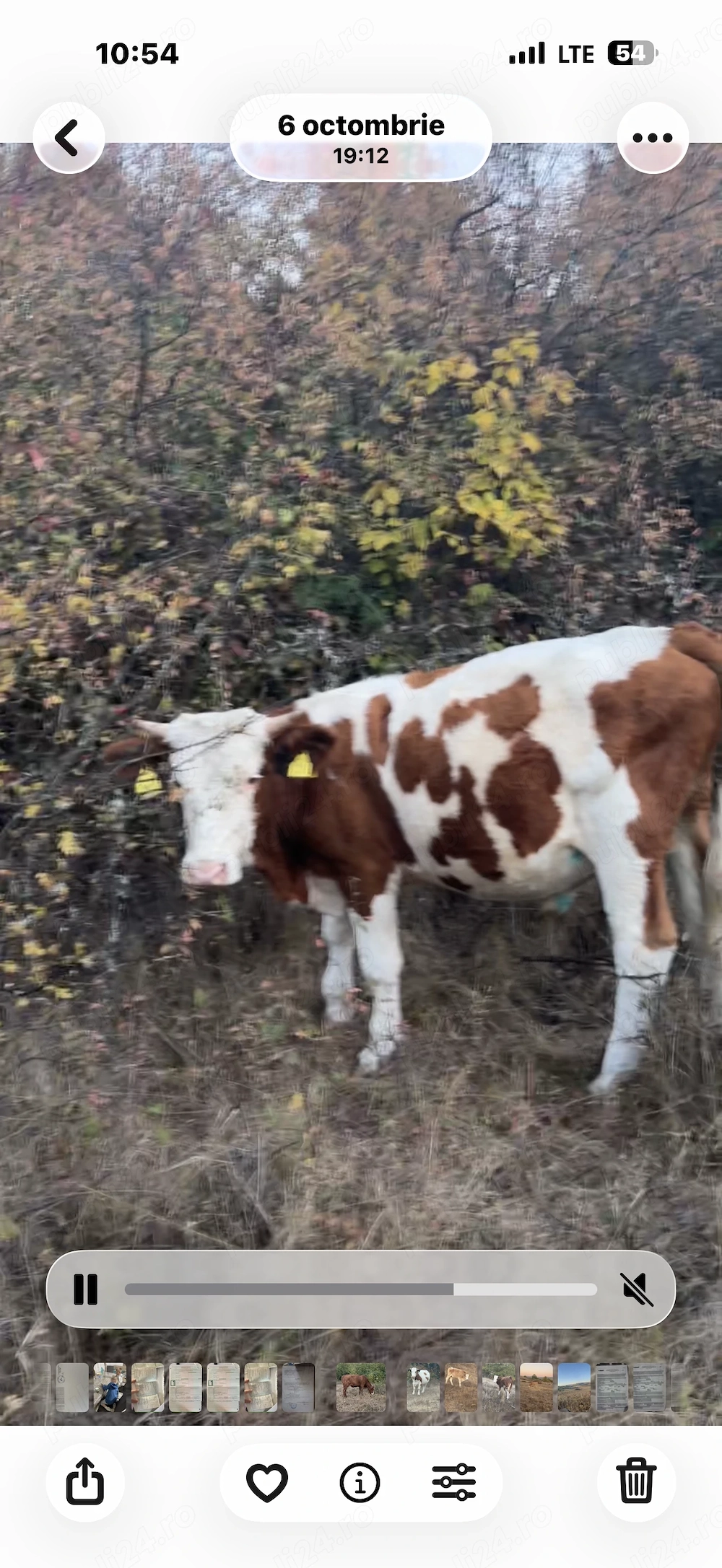 Vând Taure din vaca foarte bună de lapte de ținut sau de sacrificat 
