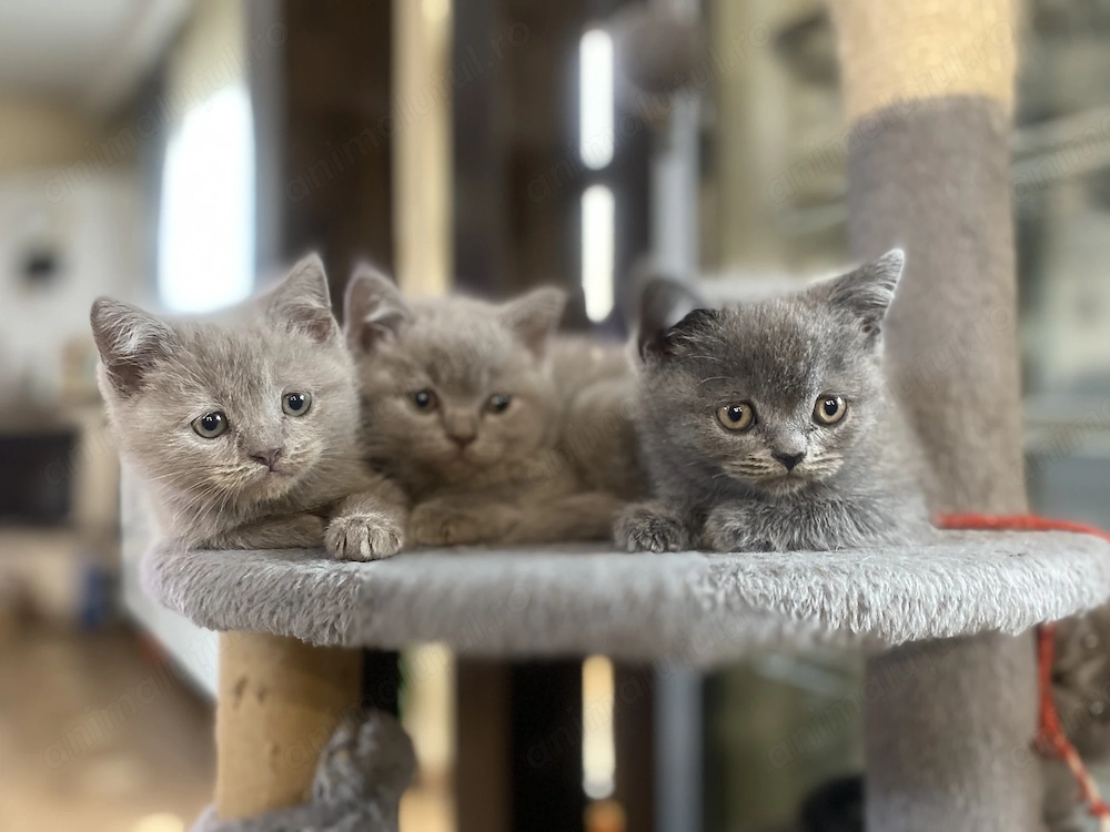 British shorthair blue și lila