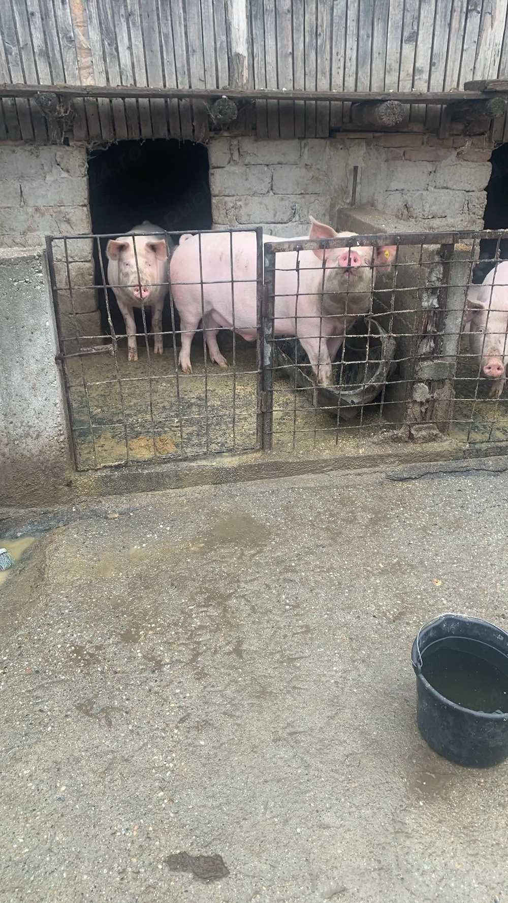 5 porci bio crescuți la țară 