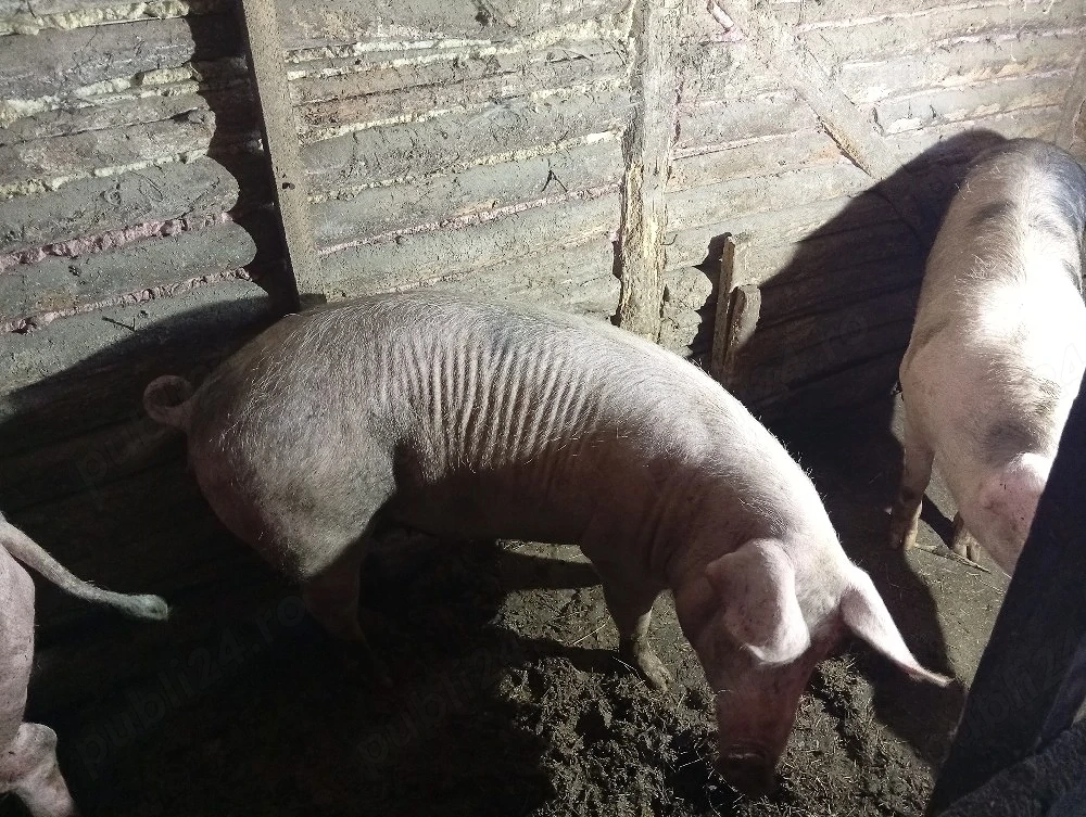 Doi porci crescuți natural.