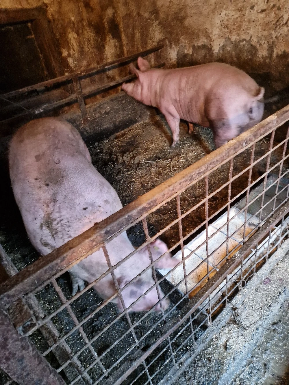 vănd porci
