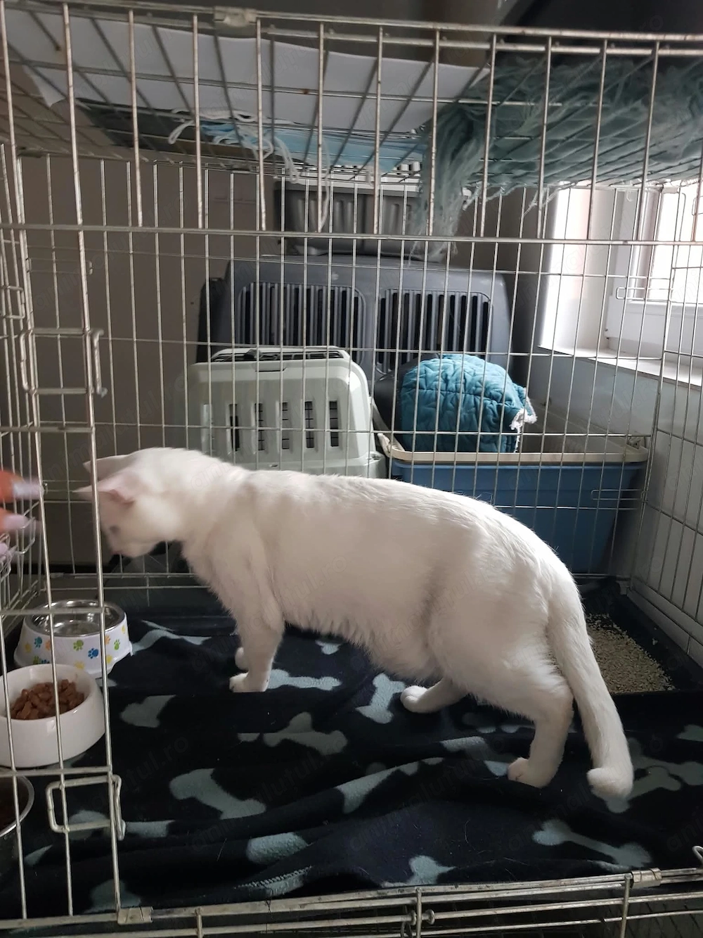 Oferim spre adoptie o pisica alba, superba, cu ochii albastri, Pitesti