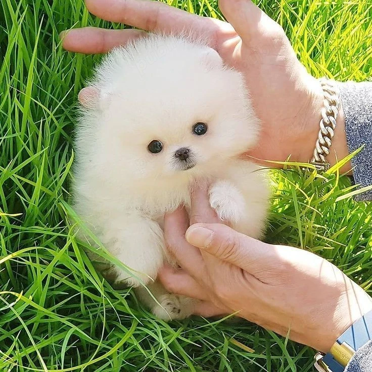 Pomeranian TOY-Pui Adorabili, Pufosi si Superbi,Disponibili pentru Rezervare!Pomeranian BOO-Ursuleti