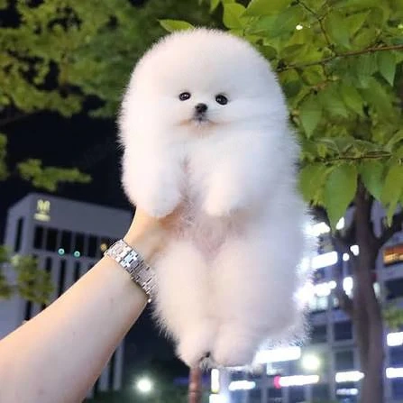  Pomeranian   Ursuleț pufos, gata să-ți cucerească inima! Factura,Microcip-Livrare la Brasov