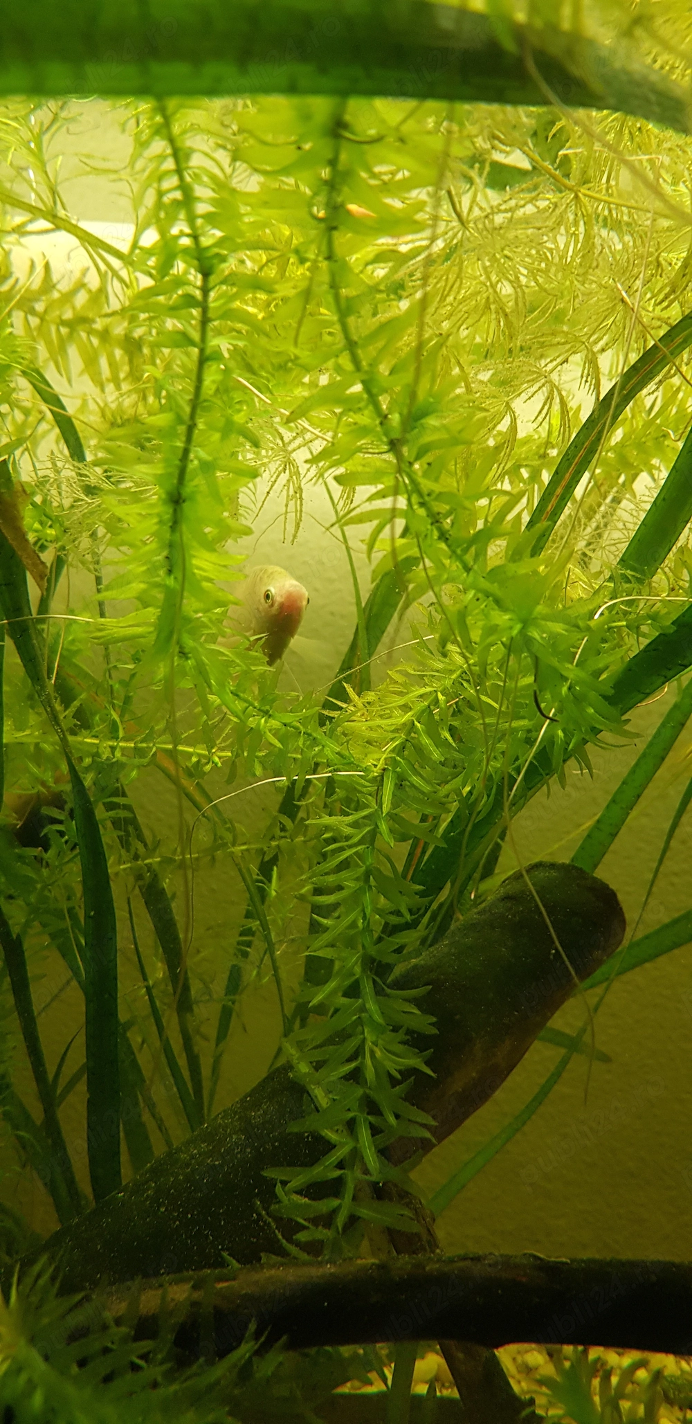Plante de acvariu Elodeea Canadensis si Canomba