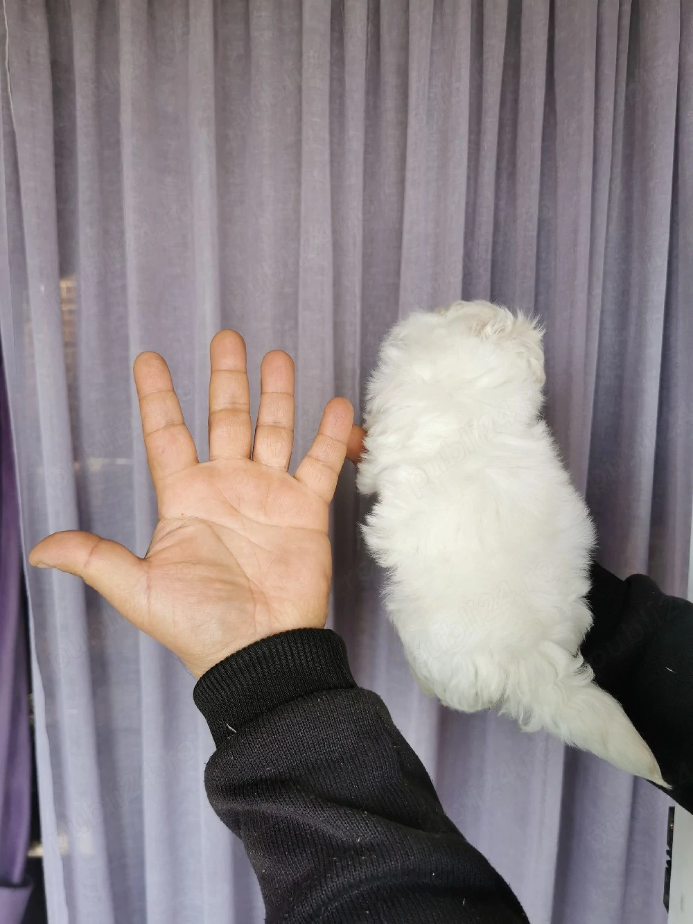 Bichon maltese mini toy 
