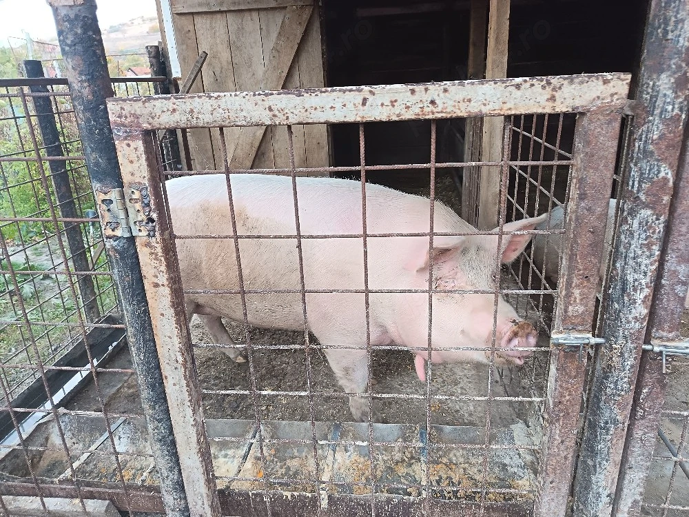 Porci de vânzare 