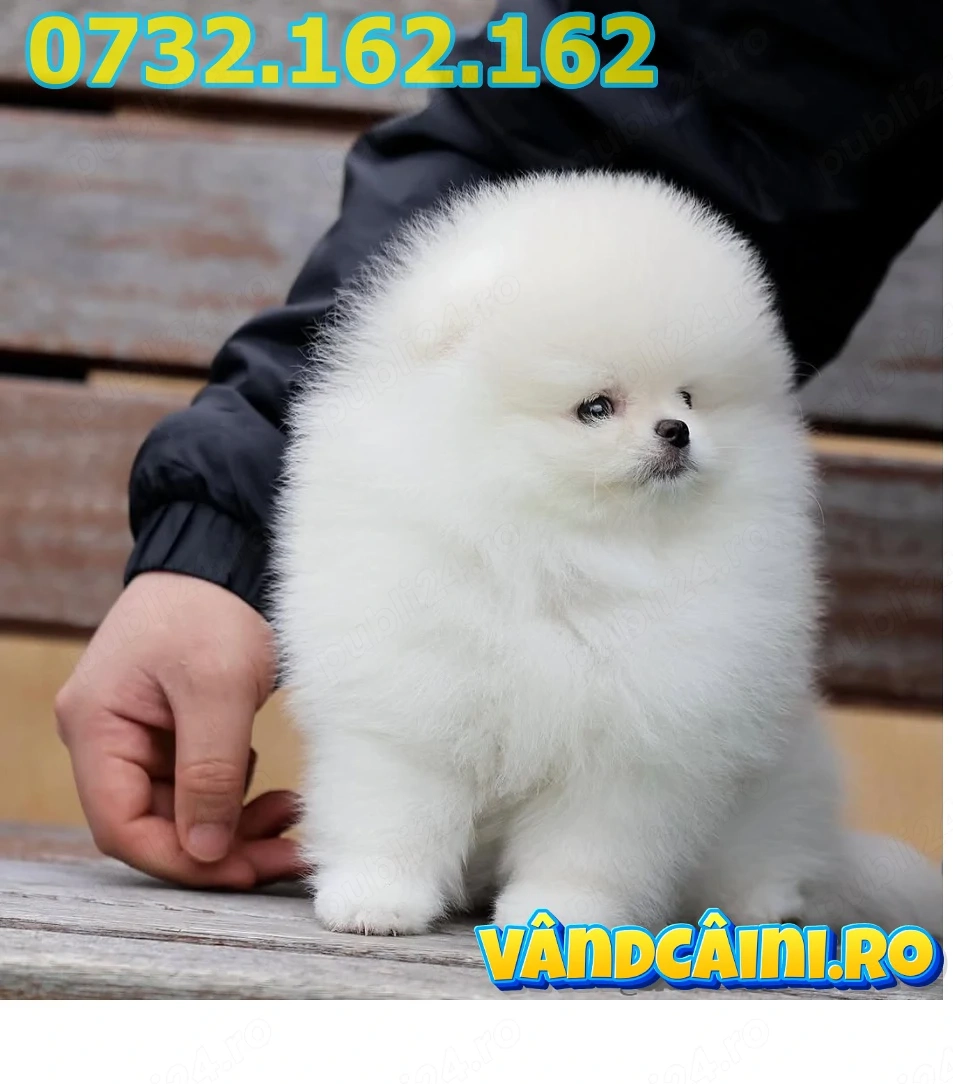 PAȘAPORT+LIVRARE la Timisoara-Pomeranian BOO Alb Pufos, Mini, Dragut, Elegant cu FACTURA,microcip