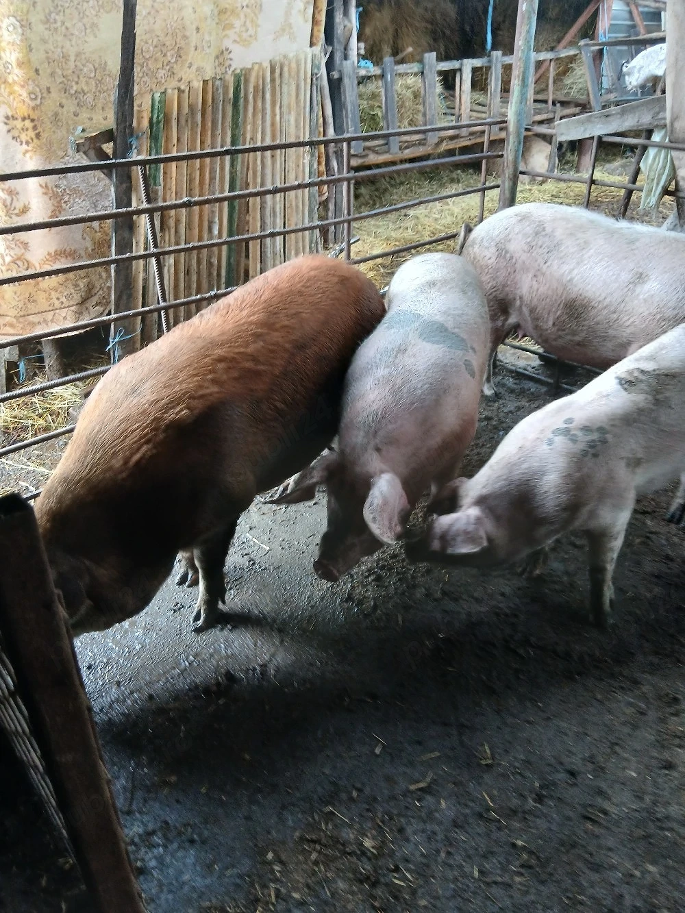 porci de vanzare 