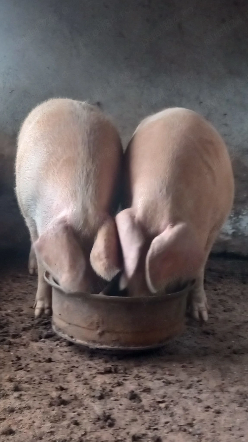 2 porci peste 350 kg ++