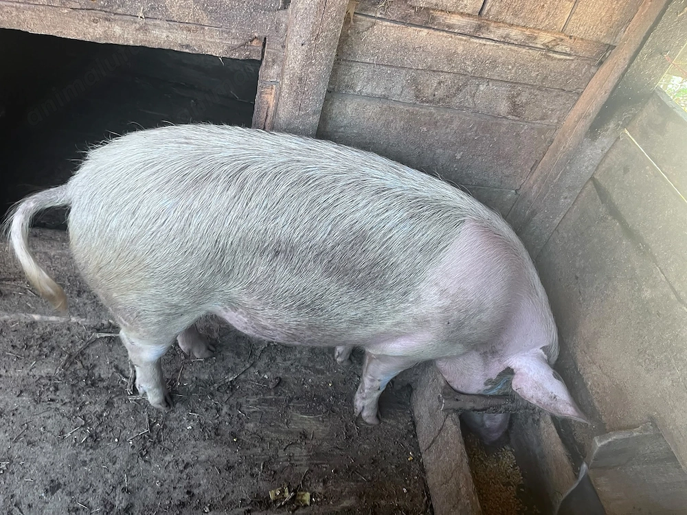 De vânzare, porci de carne