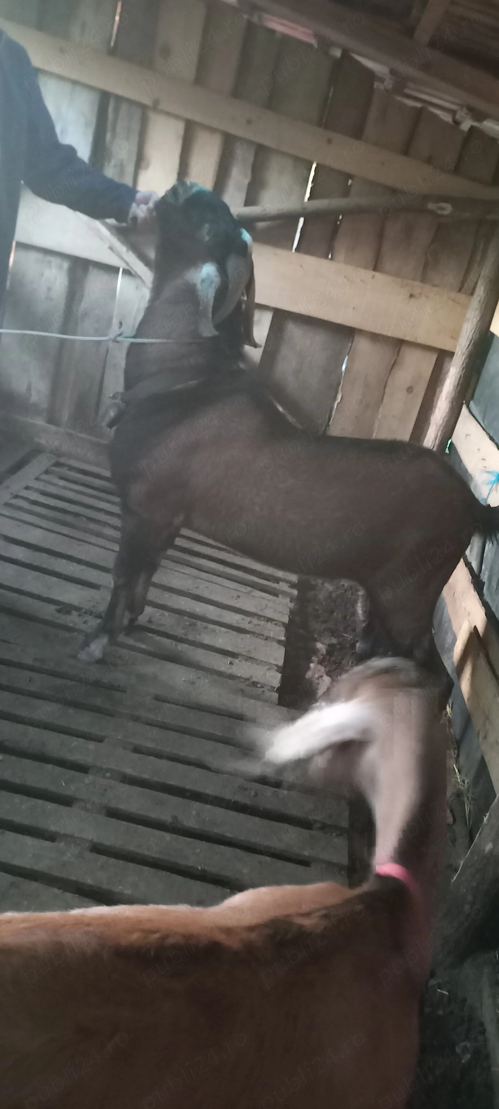 Vand tap anglonubian rasă pura