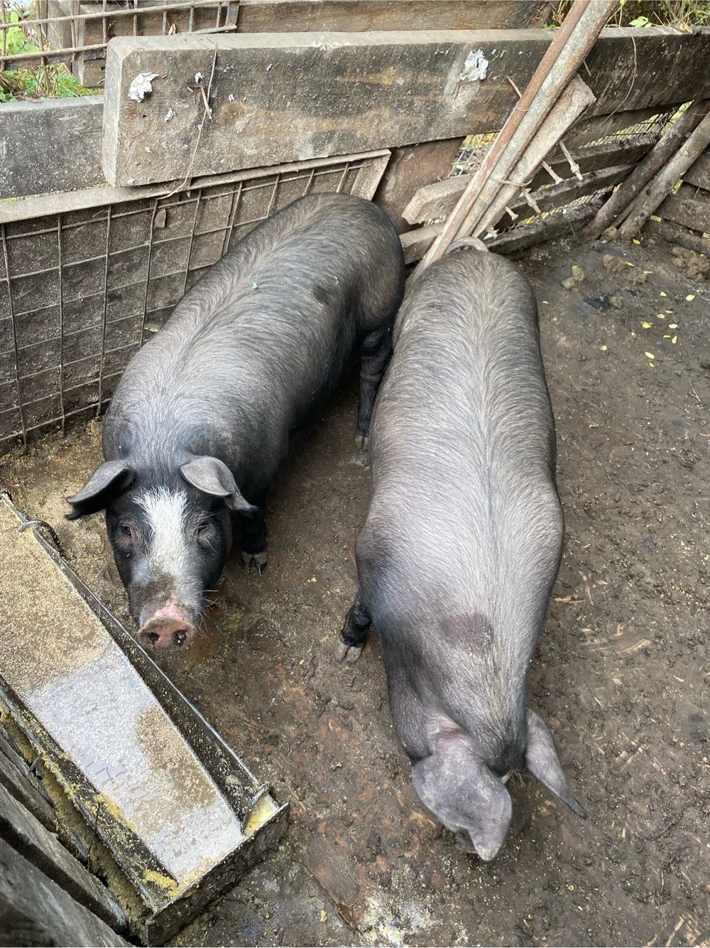 Porci de vanzare