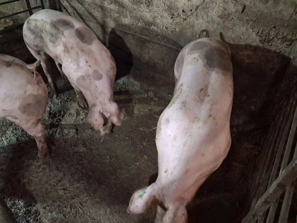 Vand porci Comuna Copaceni