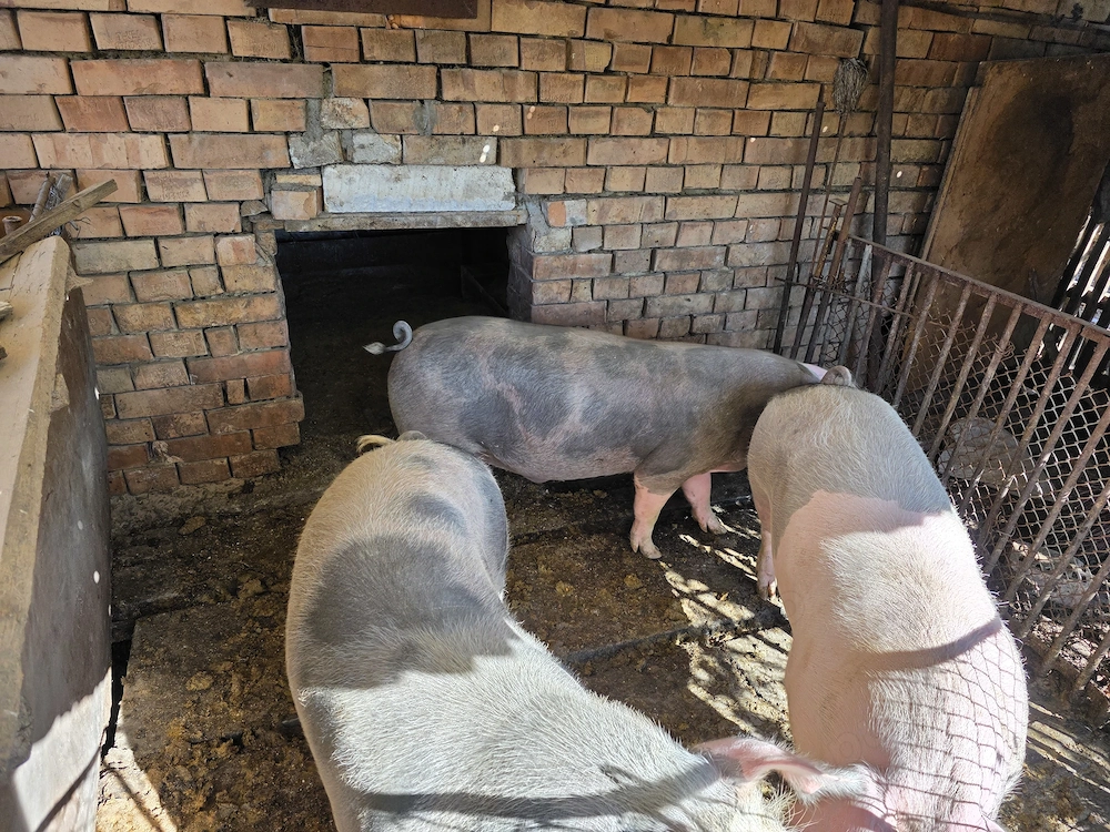 Vand porci!