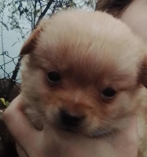 vand catei pomeranian combinat cu spitz german atentie anunt valid pana sambata  